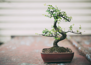 Выращивание комнатного китайского дерева бонсай