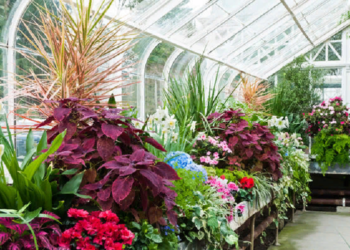 Идеи для создания зимнего сада как оранжереи