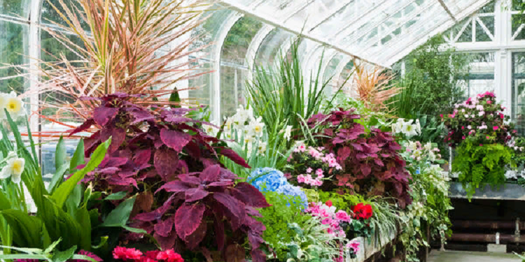 Идеи для создания зимнего сада как оранжереи