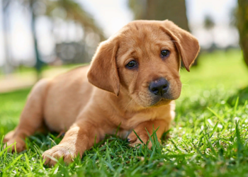 15 неймовірних фактів про собак