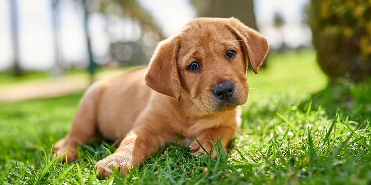 15 неймовірних фактів про собак