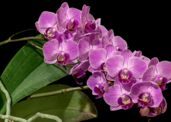 Кому потрібно дарувати орхідеї та рекомендації