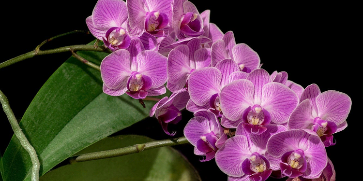 Кому потрібно дарувати орхідеї та рекомендації