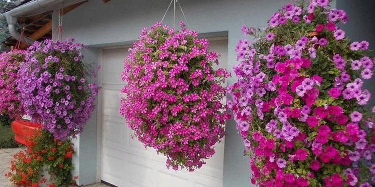 Особенности посадки и выращивания ампельной петунии