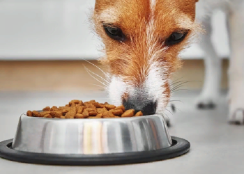 Корм для собак от Brit Care: разновидности и достоинства