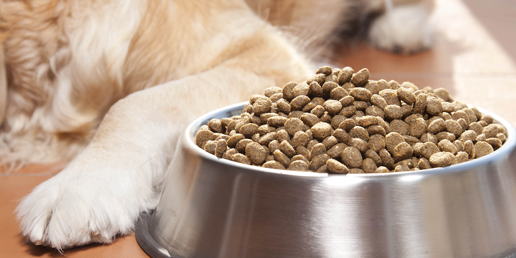 Змішане годування собаки сухим і вологим кормом: оптимальне поєднання для здорового харчування