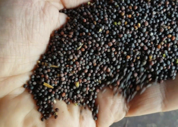 Насіння ріпаку: як правильно посадити та виростити