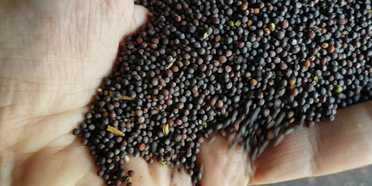 Насіння ріпаку: як правильно посадити та виростити