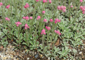 Як правильно вирощувати антеннарію та декілька порад