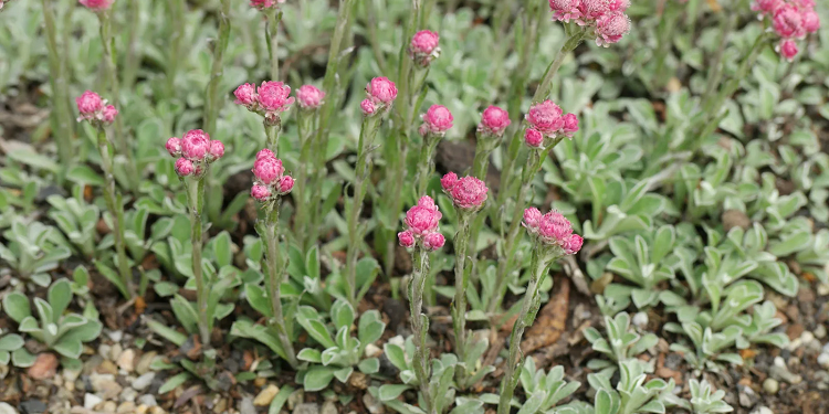 Як правильно вирощувати антеннарію та декілька порад