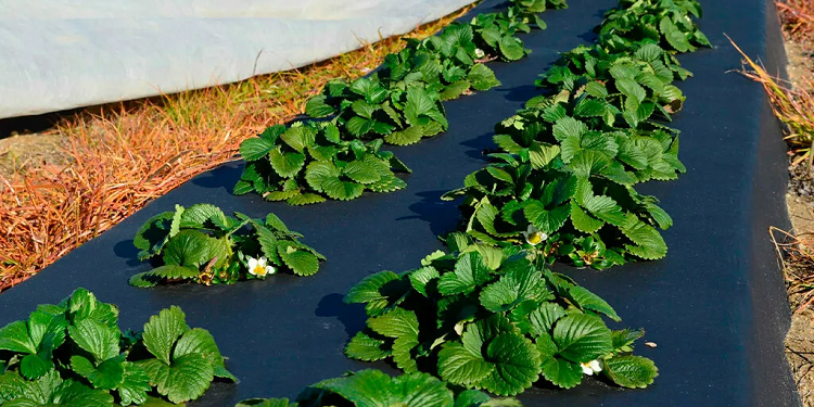 Особенности агроволокна и его применение в сельском хозяйстве