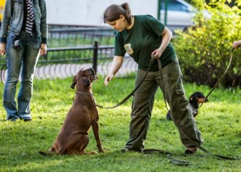 Тренування домашніх собак: поради та ідеї