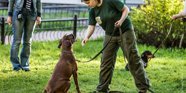 Тренування домашніх собак: поради та ідеї
