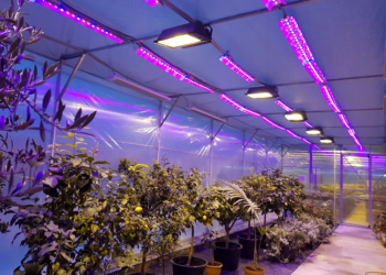 Світлодіодний фітосвітильник повного спектру: технологічне досягнення в рослинному вирощуванні