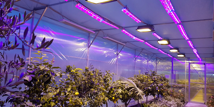 Світлодіодний фітосвітильник повного спектру: технологічне досягнення в рослинному вирощуванні