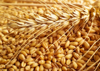 Що таке фуражна пшениця та особливості вирощування