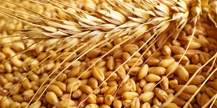 Що таке фуражна пшениця та особливості вирощування