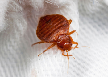 Клопы в квартире: почему возникают и как с ними бороться