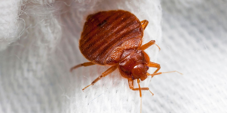 Клопы в квартире: почему возникают и как с ними бороться