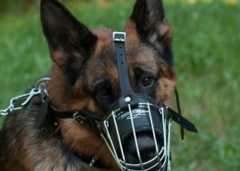 Как выбрать правильный намордник для вашей собаки: советы и рекомендации