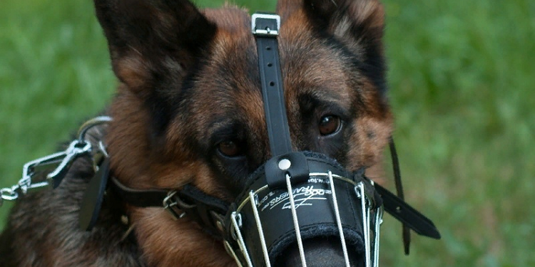 Как выбрать правильный намордник для вашей собаки: советы и рекомендации