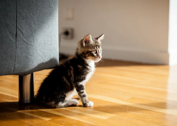 Як створити безпечне середовище для кошеняти вдома