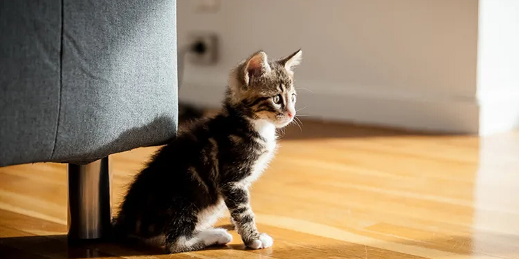 Як створити безпечне середовище для кошеняти вдома