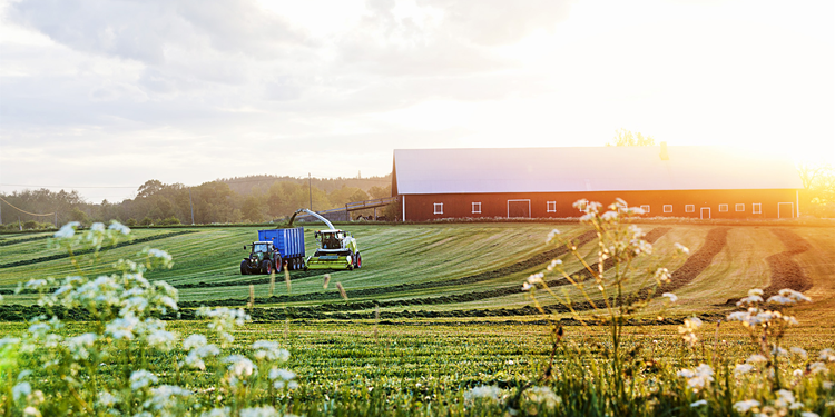 Продажа фермерского хозяйства: что нужно знать и советы