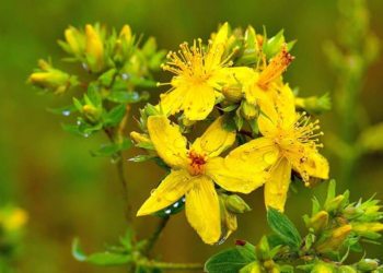 Звіробій для покращення настрою: природний шлях до емоційної рівноваги