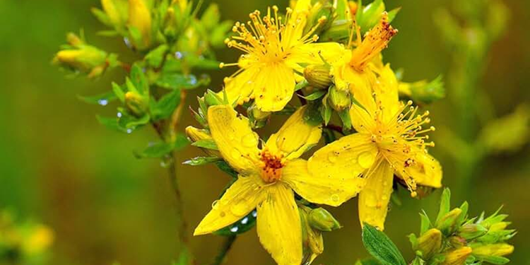 Звіробій для покращення настрою: природний шлях до емоційної рівноваги