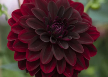 Сім найкращих сортів жоржин для розкішного саду