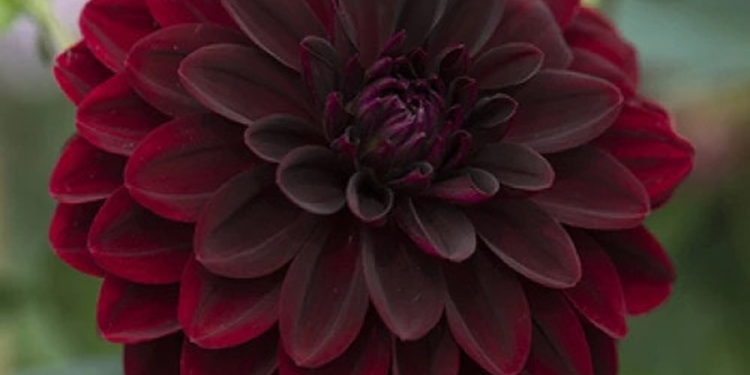 Сім найкращих сортів жоржин для розкішного саду