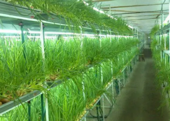 Аграрный бизнес: что выгодней выращивать в теплице