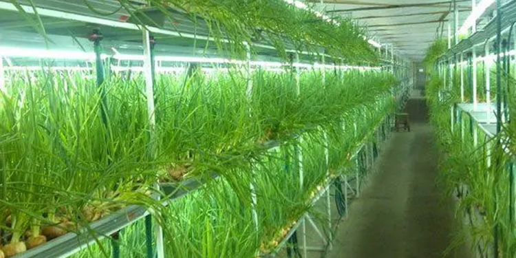 Аграрный бизнес: что выгодней выращивать в теплице