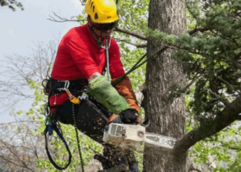 Как выполняется спил деревьев: правила и рекомендации