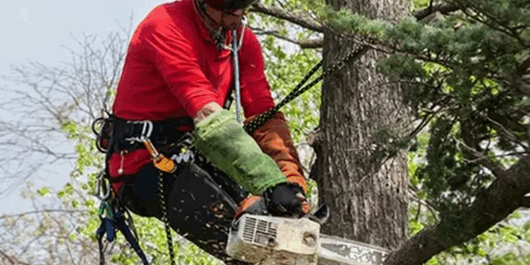 Как выполняется спил деревьев: правила и рекомендации