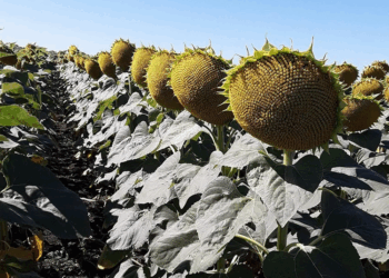 Обзор видов устойчивых гибридов подсолнечника и рекомендации по их выращиванию