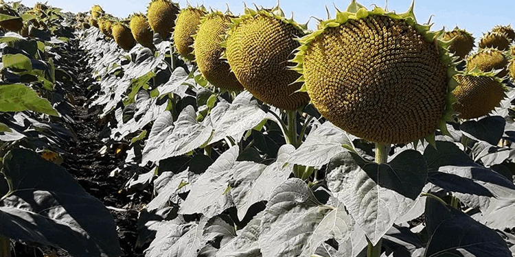 Обзор видов устойчивых гибридов подсолнечника и рекомендации по их выращиванию