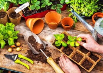 Садовые эксперименты: учёт сроков, удобрений и результатов с помощью табличек