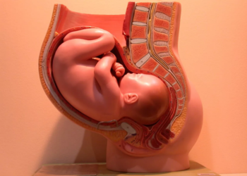 33 неделя беременности: развитие малыша, самочувствие мамы и полезные советы