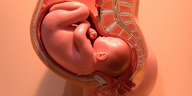 33 неделя беременности: развитие малыша, самочувствие мамы и полезные советы